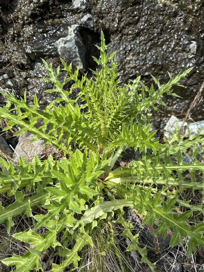 Cirsium hydrophilum var. vaseyi photo 3