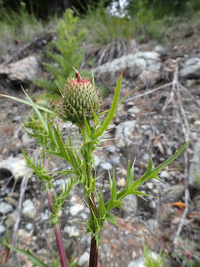 Cirsium hydrophilum var. vaseyi photo 4
