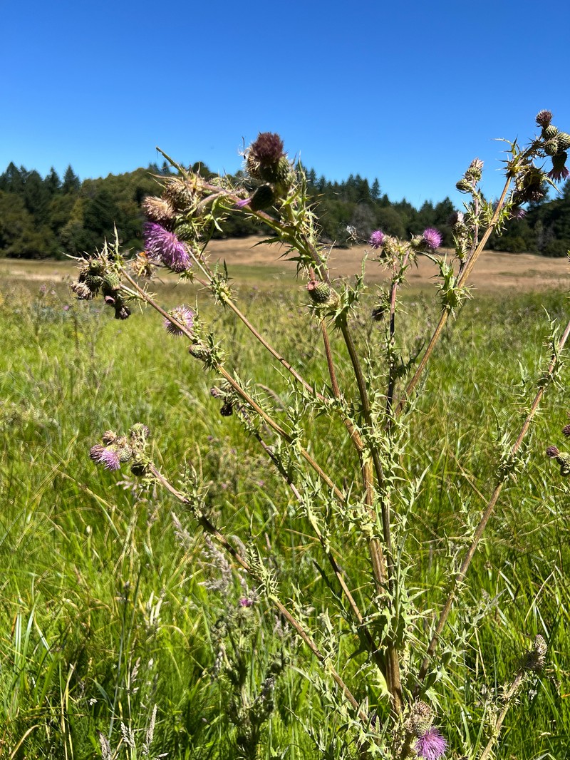 Cirsium hydrophilum var. vaseyi photo 5