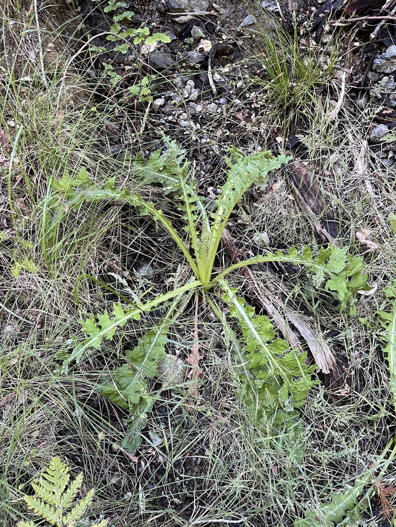 Cirsium hydrophilum var. vaseyi photo 6