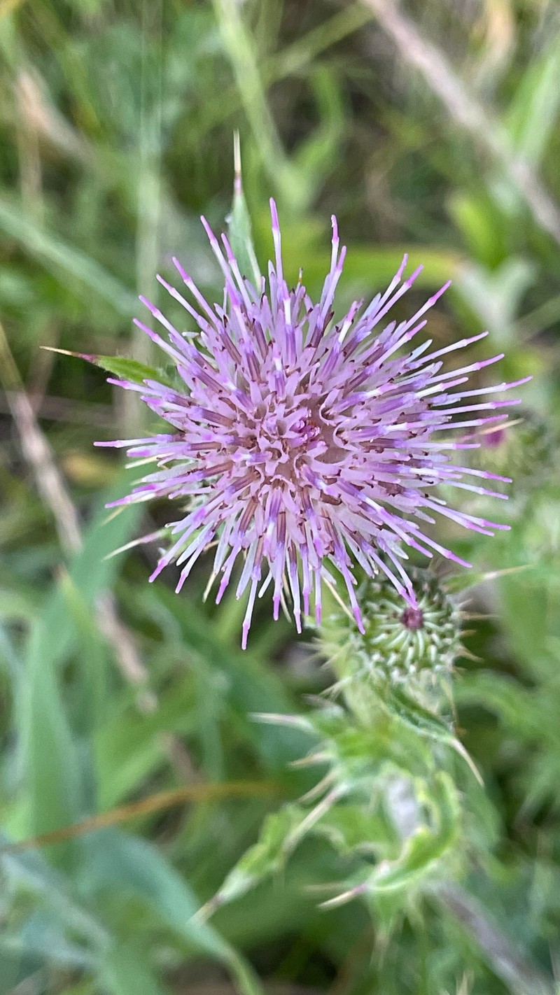 Cirsium hydrophilum var. vaseyi photo 7