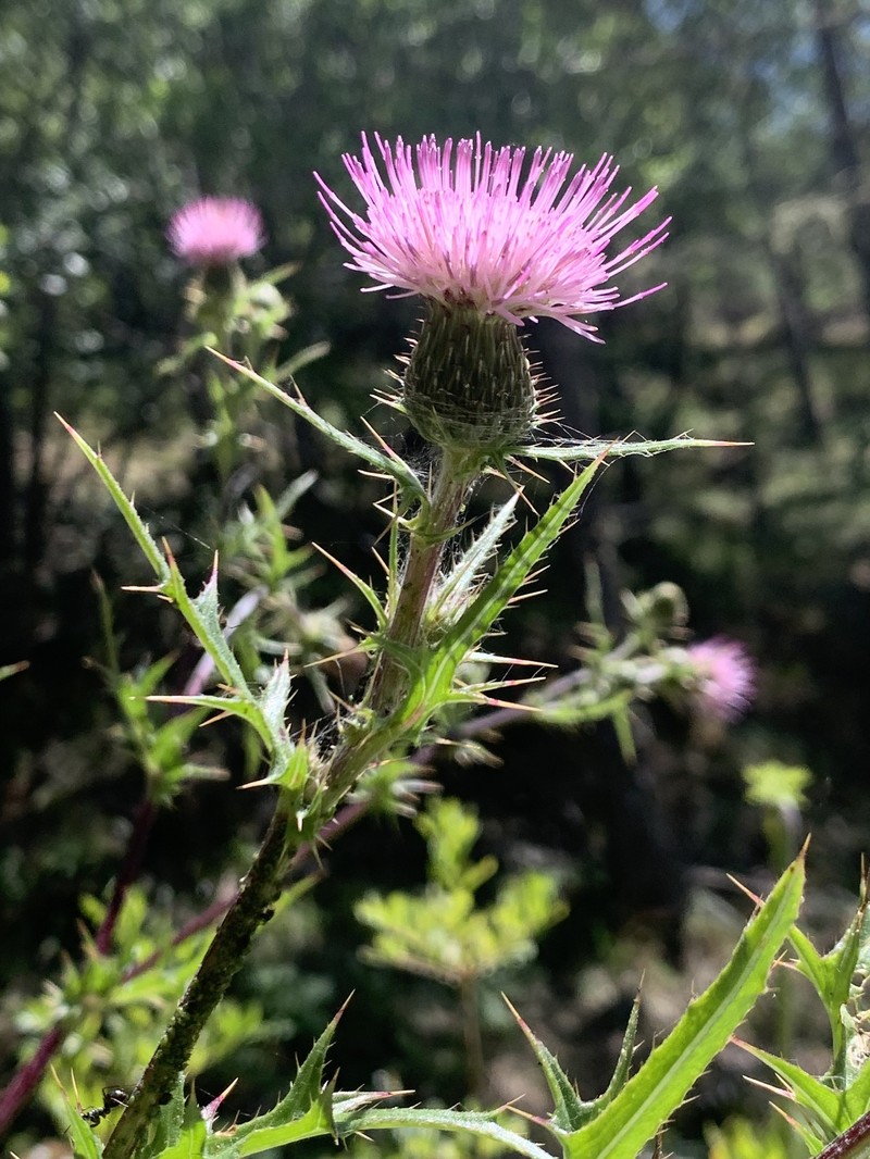 Cirsium hydrophilum var. vaseyi photo 8