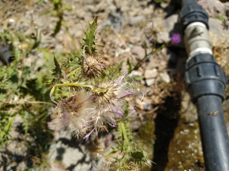 Cirsium hygrophilum