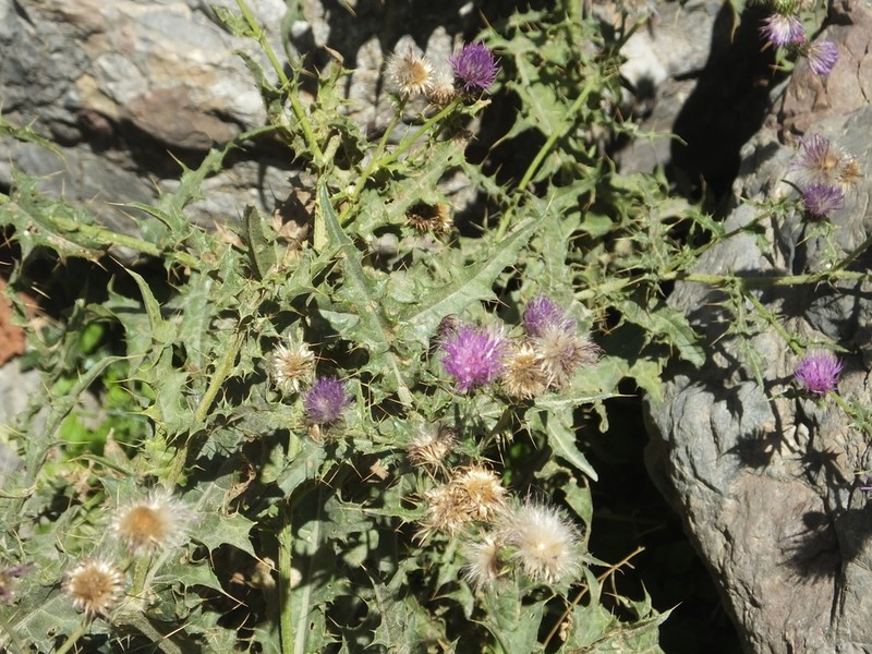 Cirsium hygrophilum photo 2