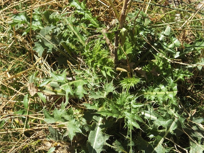 Cirsium hygrophilum photo 3