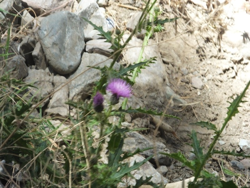Cirsium hygrophilum photo 4