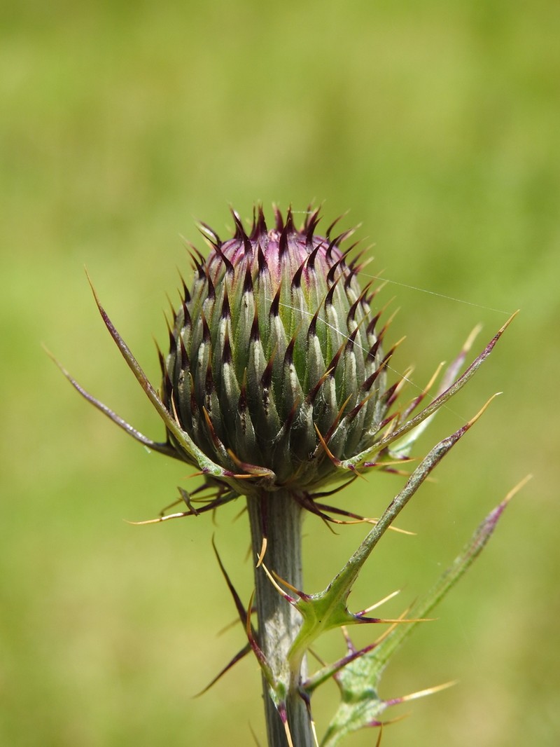 Cirsium hygropodum