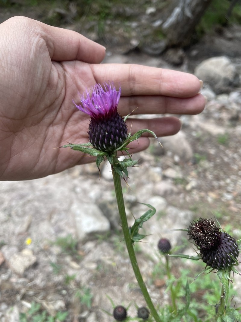 Cirsium hygropodum photo 2