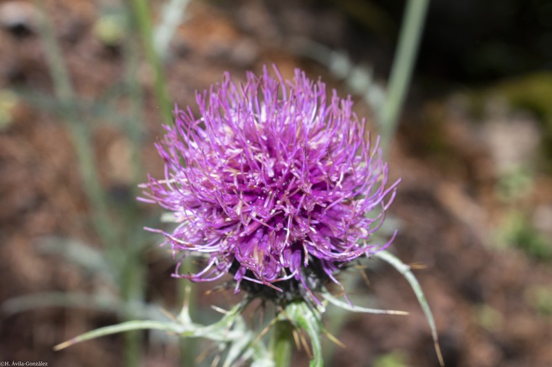Cirsium hygropodum photo 3