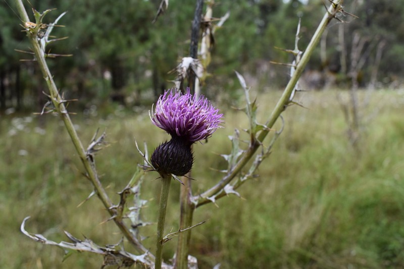 Cirsium hygropodum photo 4