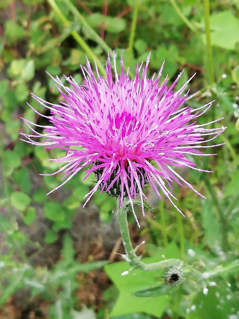 Cirsium hygropodum photo 5