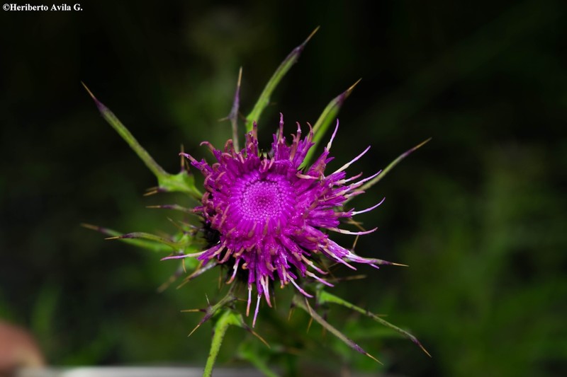 Cirsium hygropodum photo 6