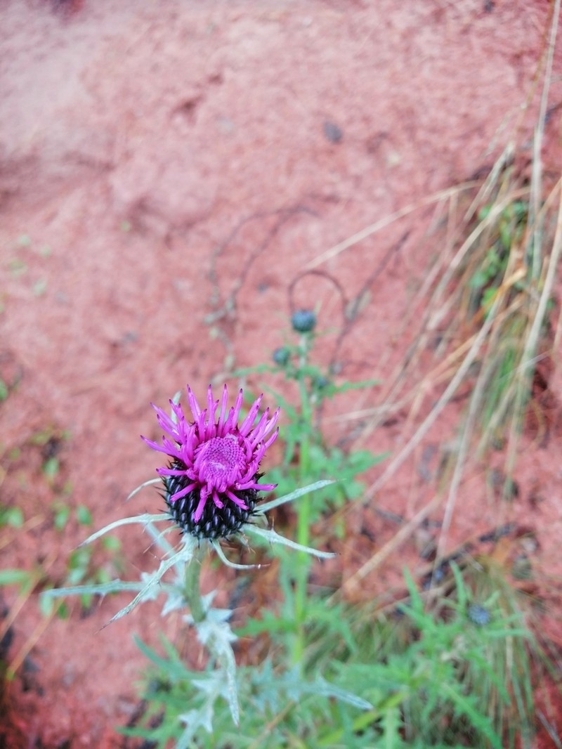 Cirsium hygropodum photo 7