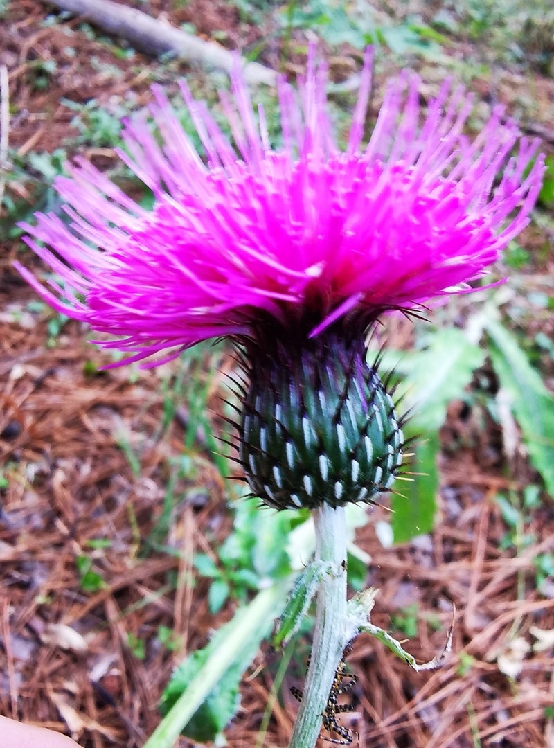 Cirsium hygropodum photo 8