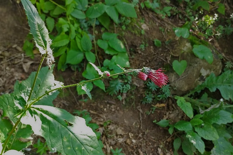 Cirsium hypoleucum