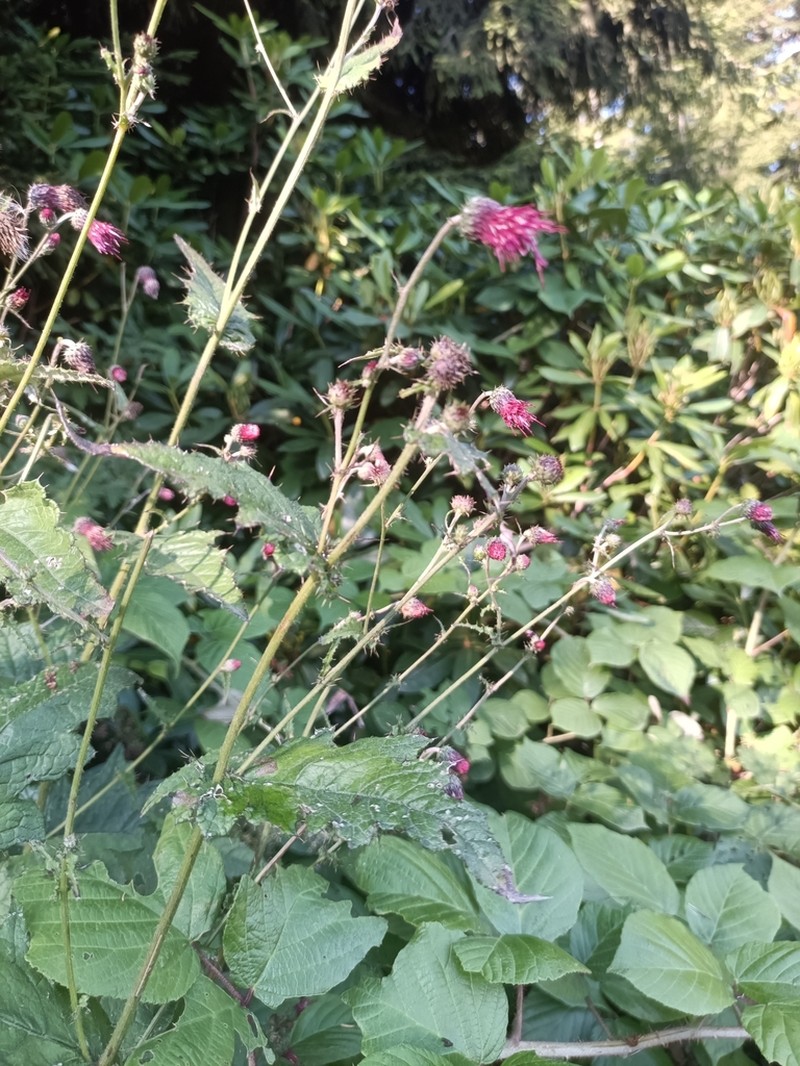 Cirsium hypoleucum photo 2