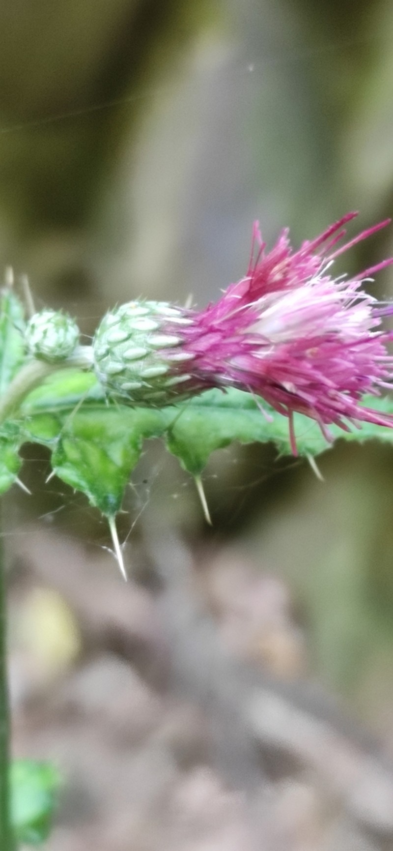 Cirsium hypoleucum photo 3