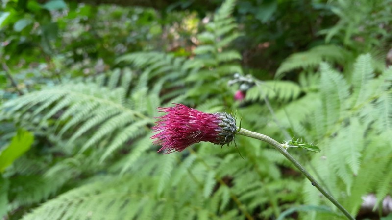 Cirsium hypoleucum photo 4