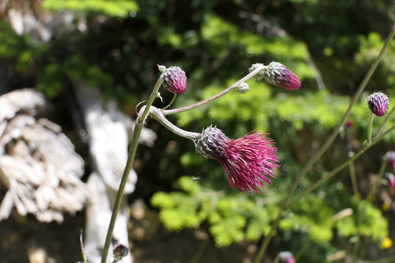 Cirsium hypoleucum photo 5