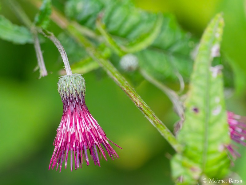 Cirsium hypoleucum photo 6
