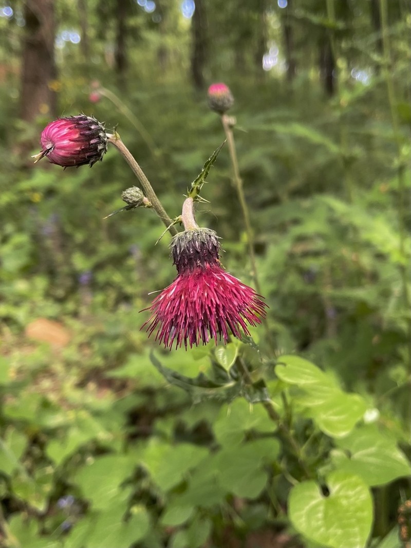 Cirsium hypoleucum photo 7