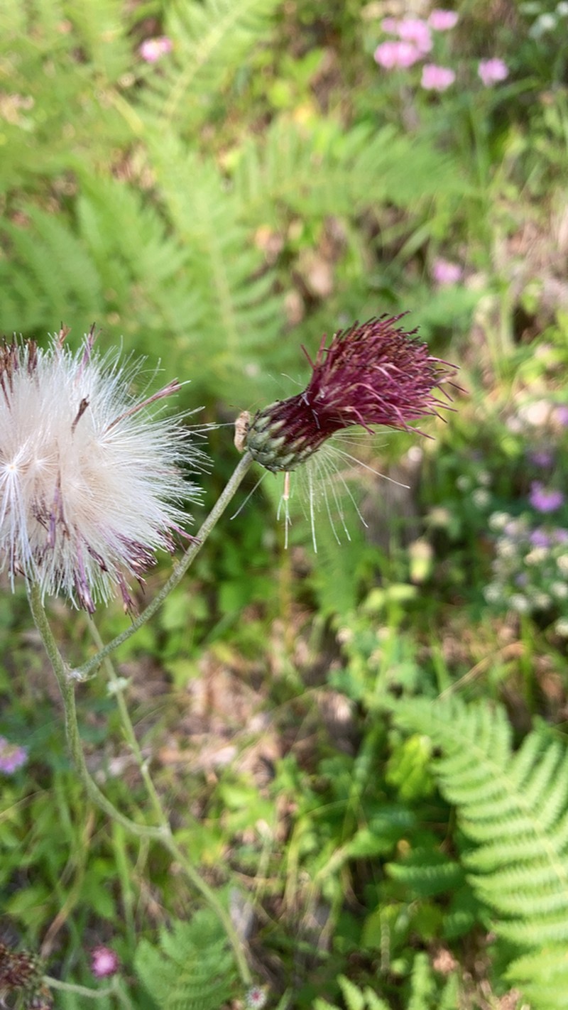 Cirsium hypoleucum photo 8