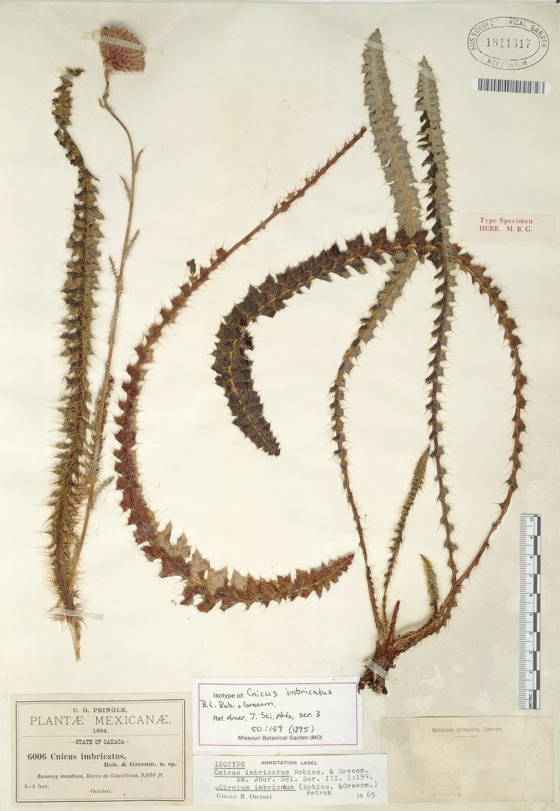 Cirsium imbricatum
