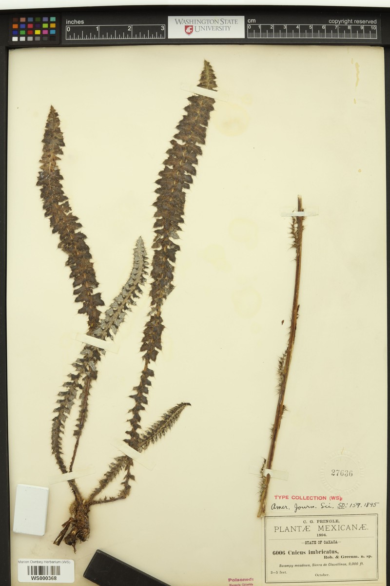 Cirsium imbricatum photo 3