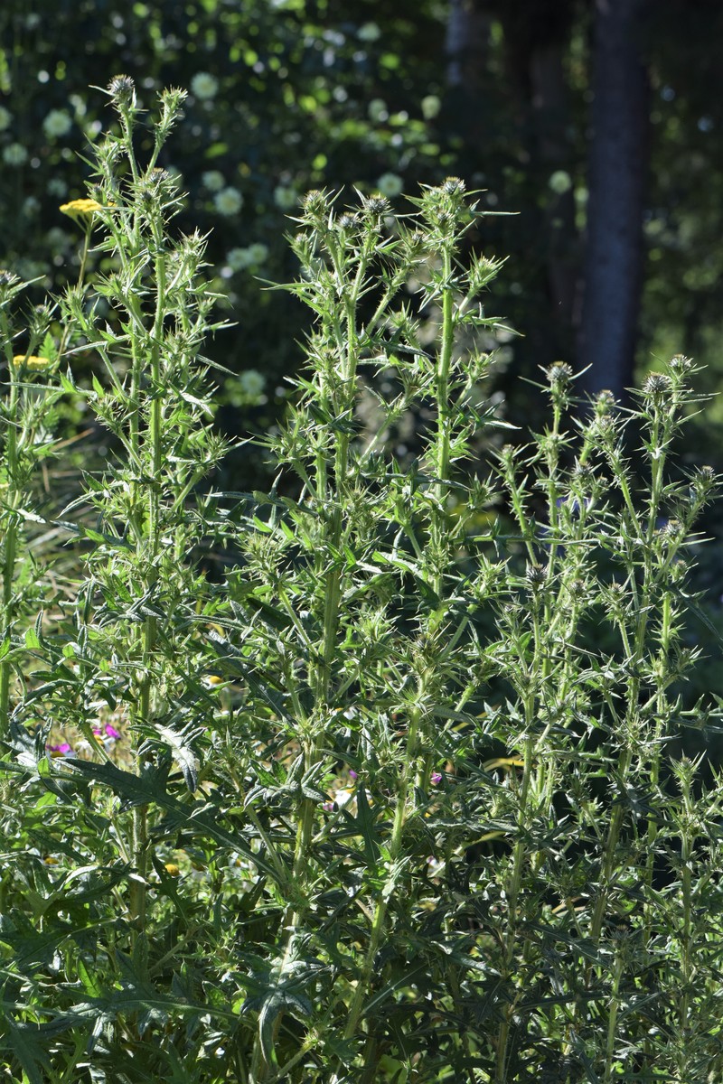 Cirsium imereticum