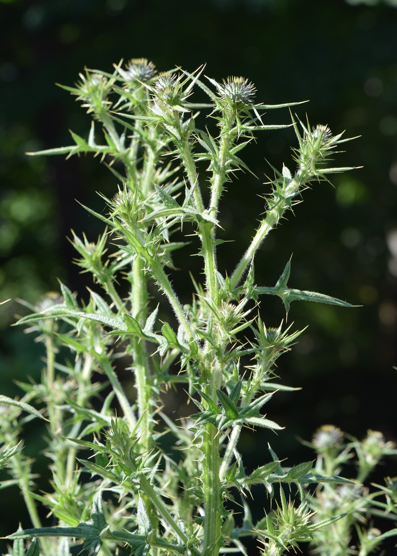Cirsium imereticum photo 2