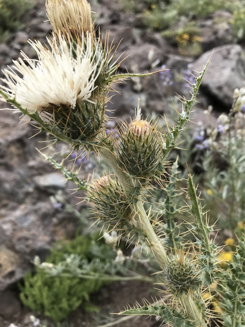 Cirsium inamoenum
