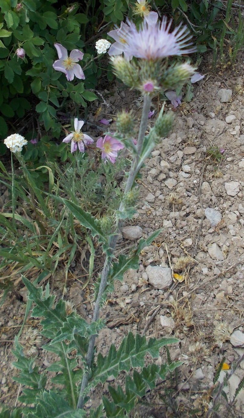 Cirsium inamoenum photo 2