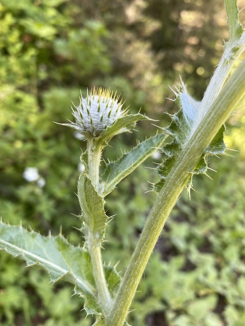 Cirsium inamoenum photo 3