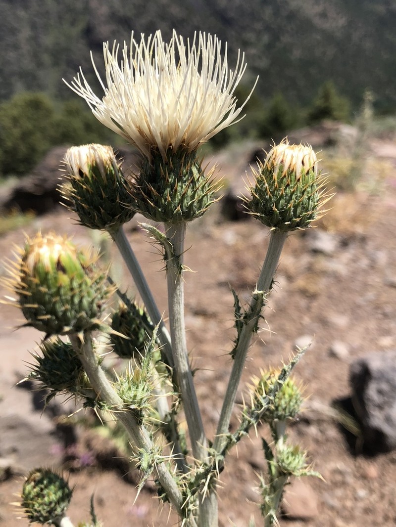 Cirsium inamoenum photo 4