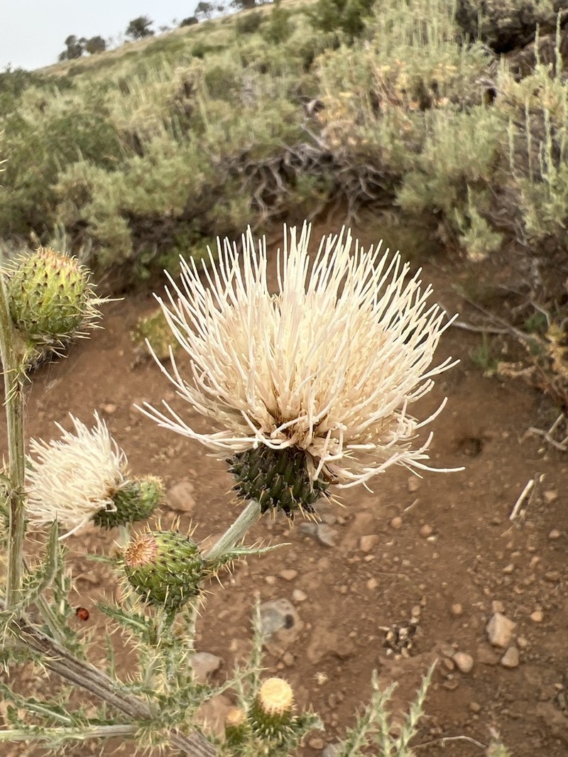 Cirsium inamoenum photo 5
