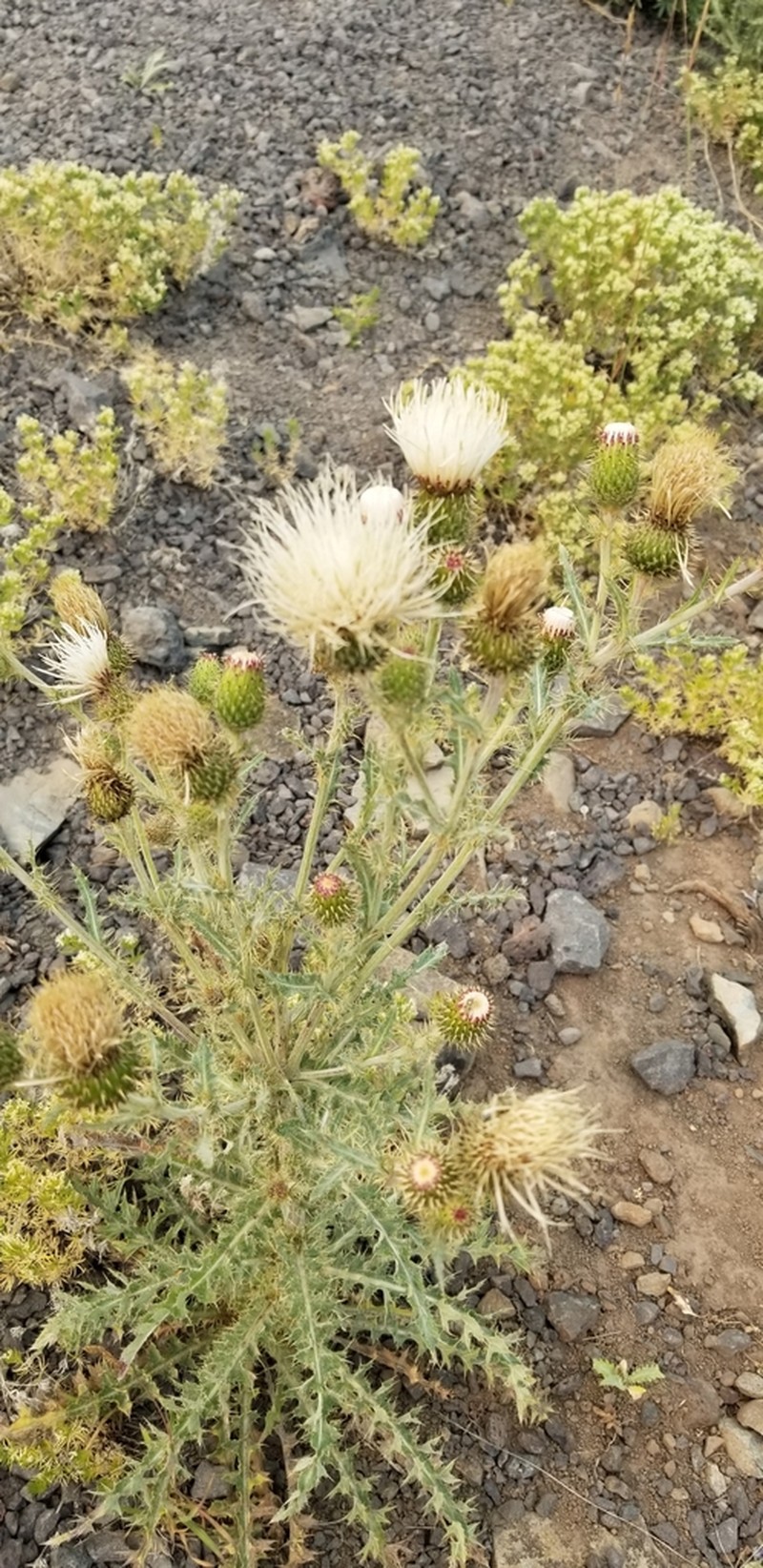 Cirsium inamoenum photo 6