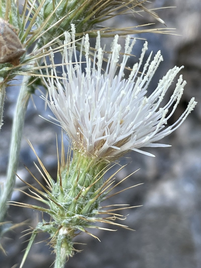 Cirsium inamoenum photo 7