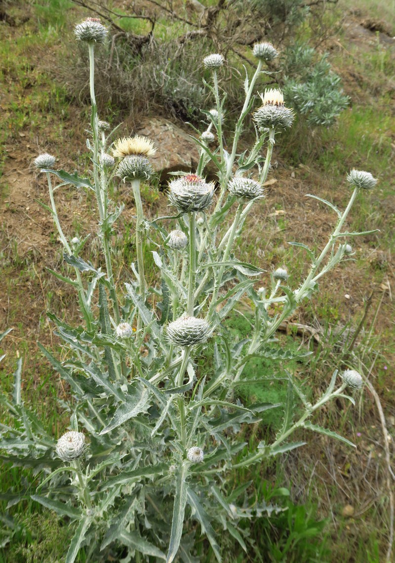 Cirsium inamoenum photo 8