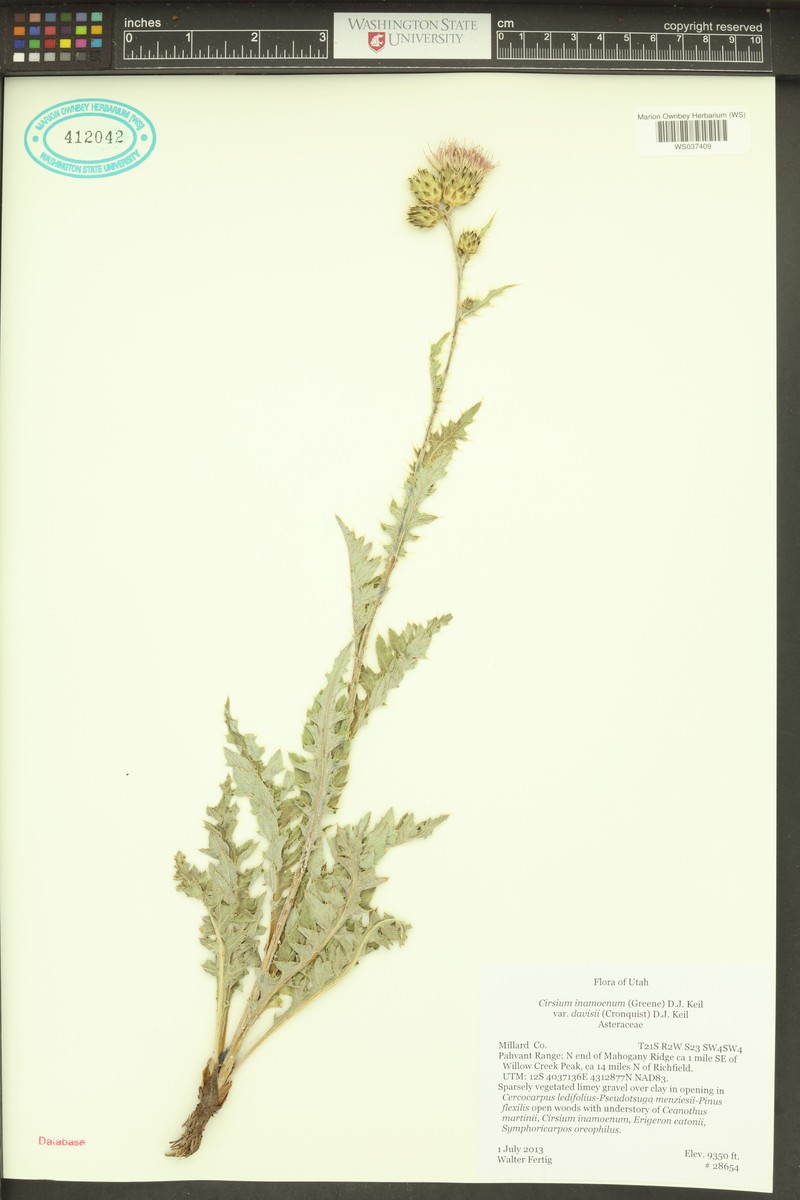 Cirsium inamoenum var. davisii photo 2