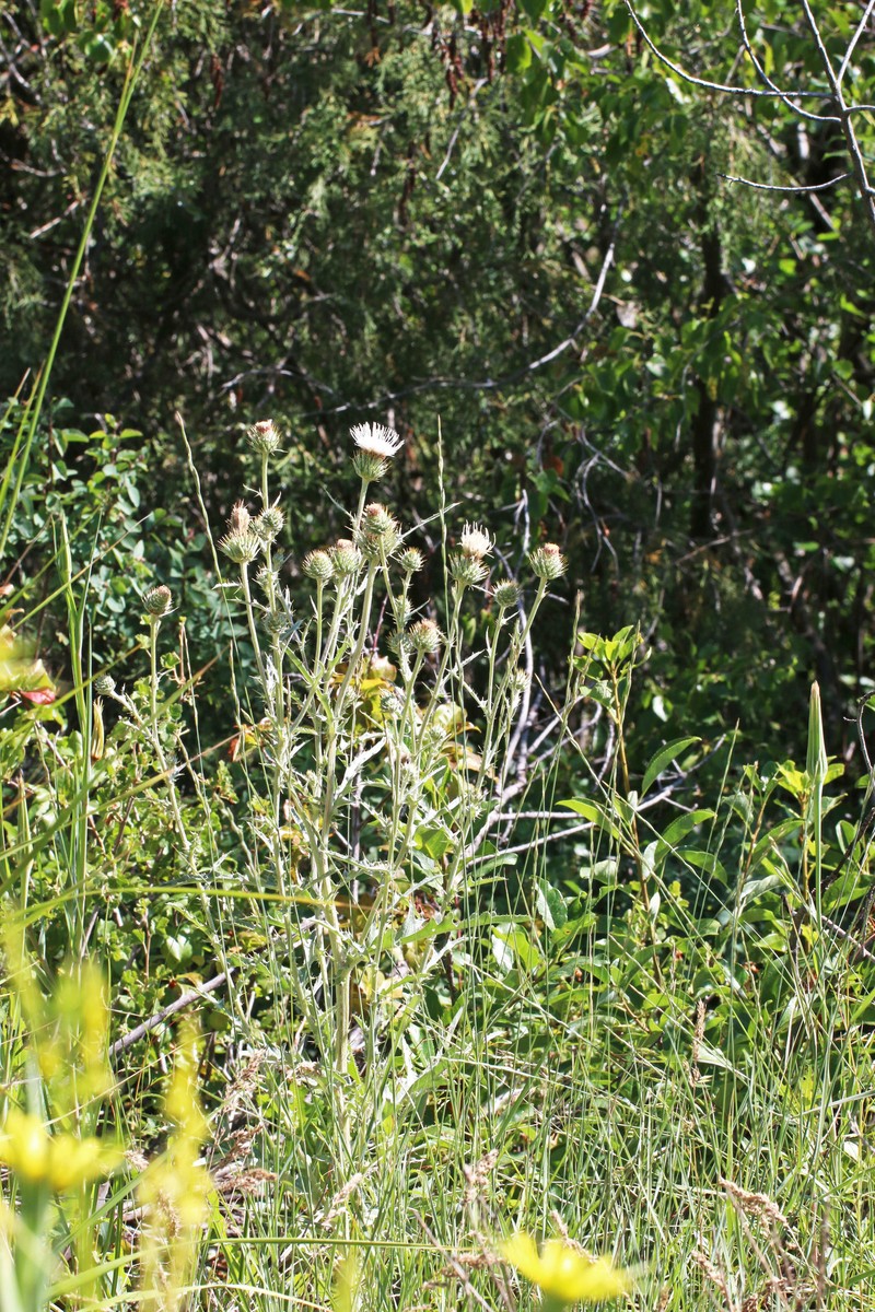 Cirsium inamoenum var. davisii