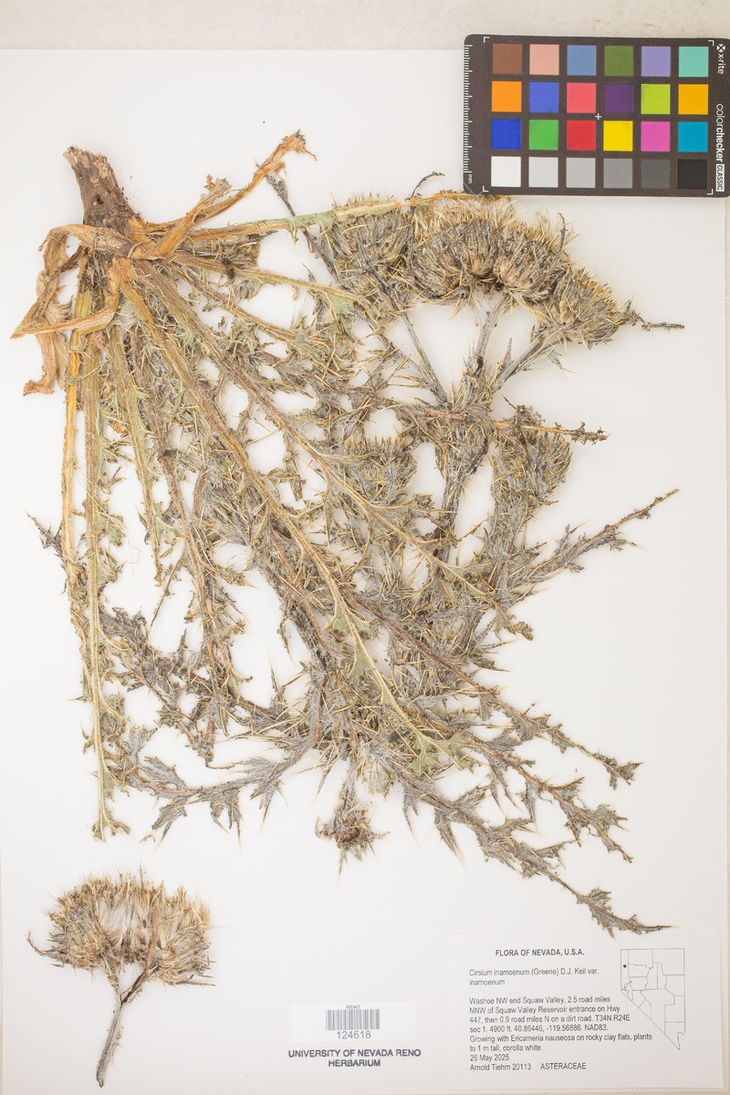 Jackson Hole Thistle photo 3