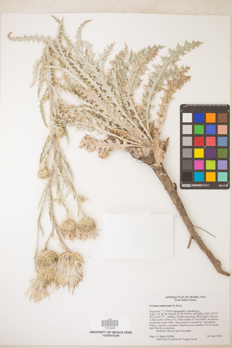 Jackson Hole Thistle photo 4