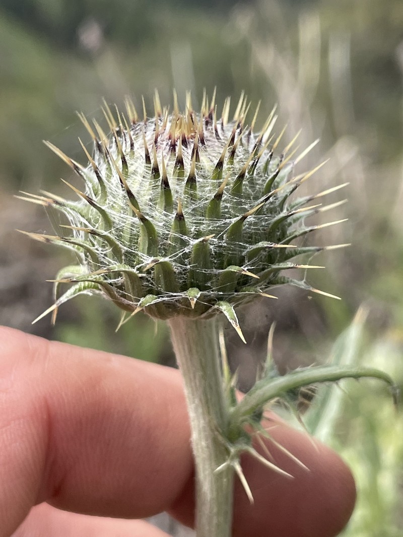Jackson Hole Thistle