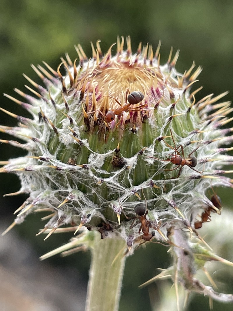 Jackson Hole Thistle photo 2