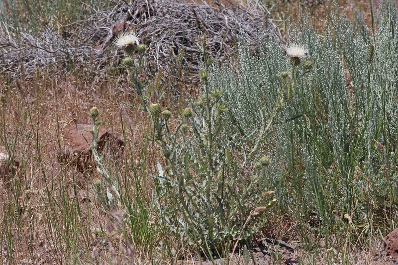 Jackson Hole Thistle photo 3