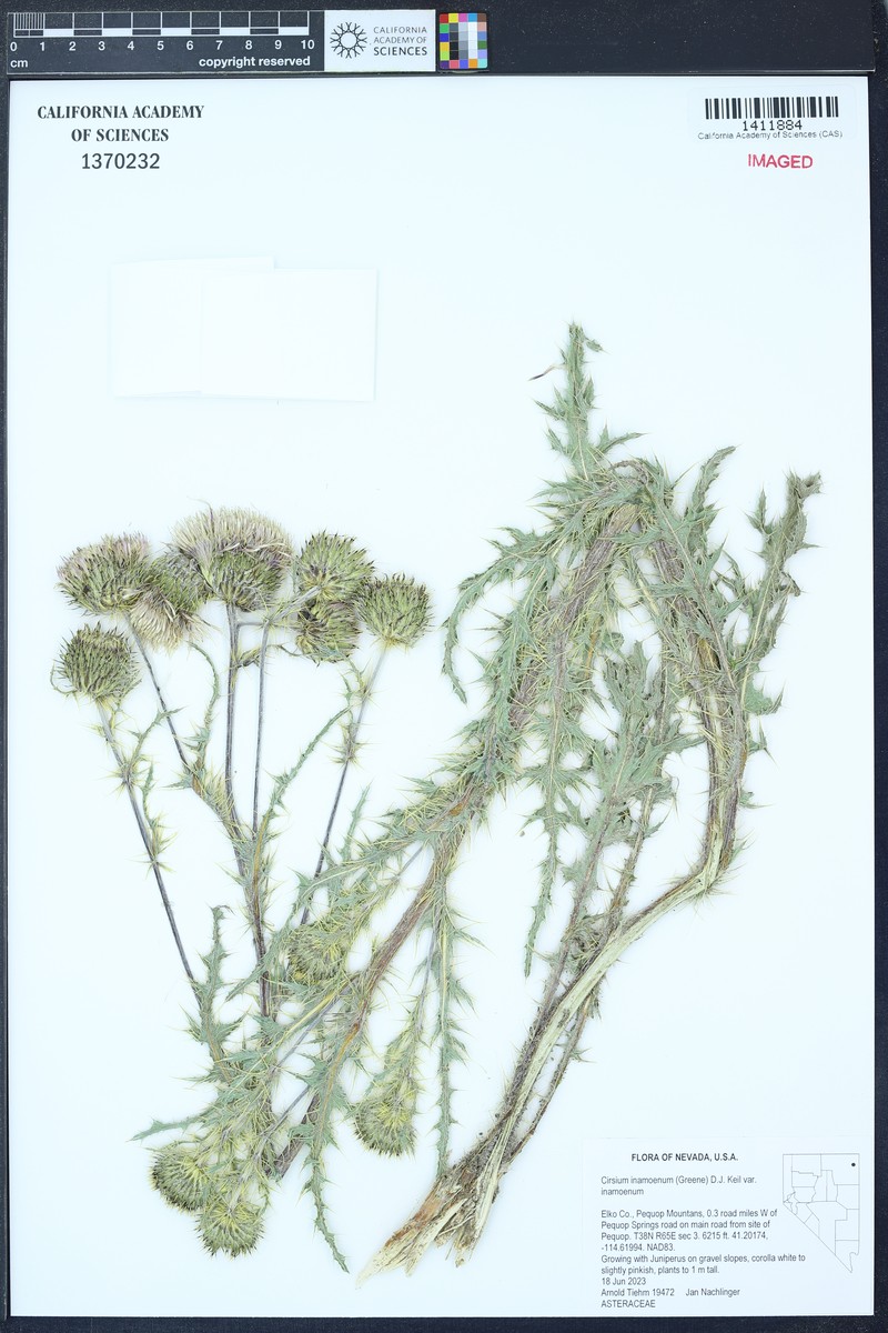 Jackson Hole Thistle photo 4