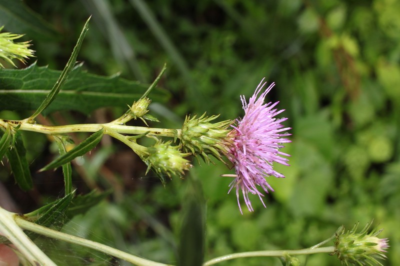 Cirsium inundatum photo 2