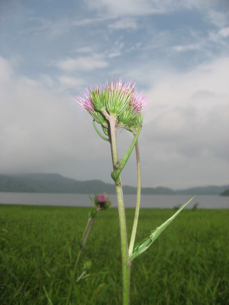 Cirsium inundatum