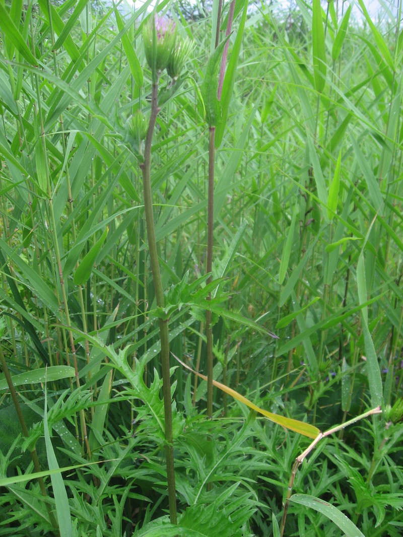 Cirsium inundatum photo 3