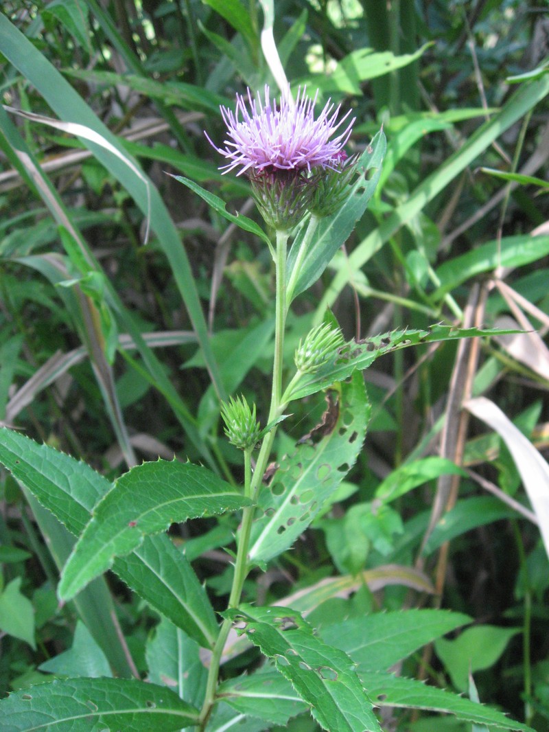 Cirsium inundatum photo 5